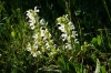 Wiesensalbei