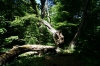 Totholz im Naturwald